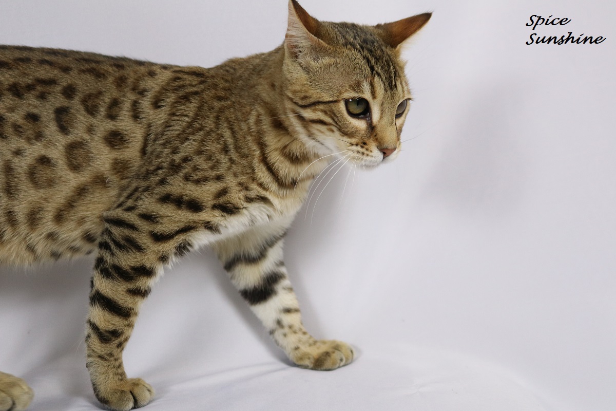 bengal brown spotted